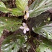Begonia harlingii - Photo (c) Dawson White, μερικά δικαιώματα διατηρούνται (CC BY-NC), uploaded by Dawson White