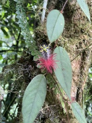 Columnea minor