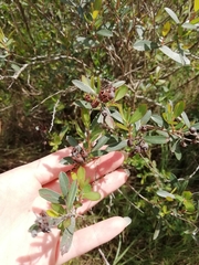 Escallonia megapotamica