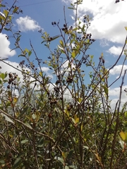 Escallonia megapotamica