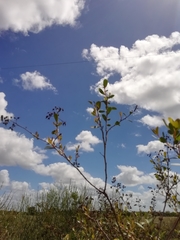 Escallonia megapotamica