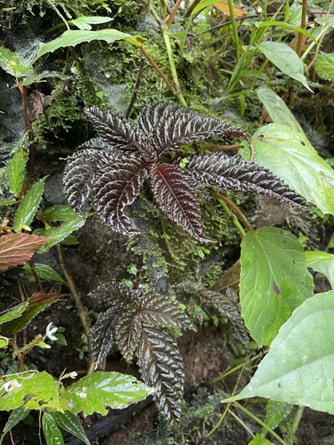 Gasteranthus atratus