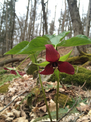 Trillium erectum erectum