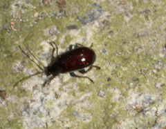 Cochabamba diversicolor