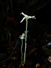 Degranvillea dermaptera