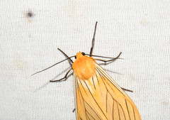 Pseudischnocampa nervosa