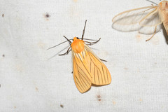 Pseudischnocampa nervosa