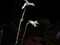 Degranvillea dermaptera