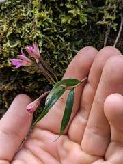 Epidendrum centropetalum