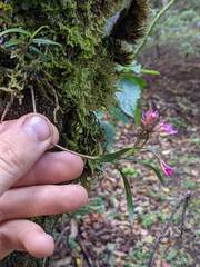 Epidendrum centropetalum