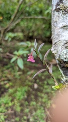 Epidendrum centropetalum