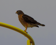 Rupornis magnirostris