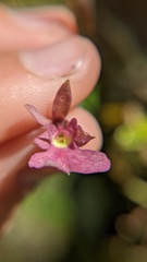 Epidendrum centropetalum
