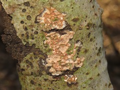 Peniophora polygonia