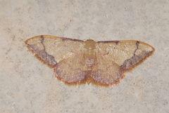 Idaea ostrinaria