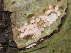 Peniophora polygonia