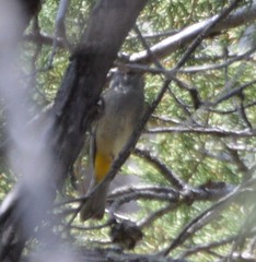 Leiothlypis crissalis