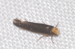 Monopis nigricantella