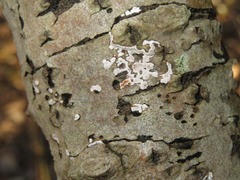 Peniophora polygonia