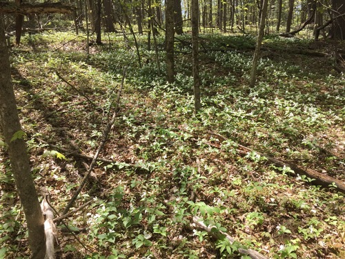 Trillium grandiflorum