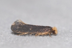 Monopis nigricantella