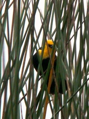 Chrysomus icterocephalus bogotensis