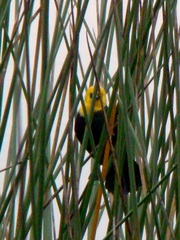 Chrysomus icterocephalus bogotensis