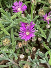 Drosanthemum hispidum