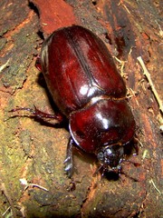 Heterogomphus dilaticollis