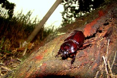 Heterogomphus dilaticollis