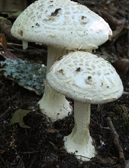 Amanita longipes