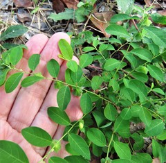 Phyllanthus liebmannianus