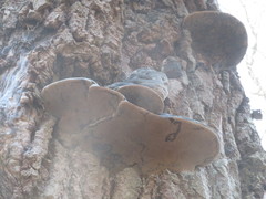 Phellinus populicola