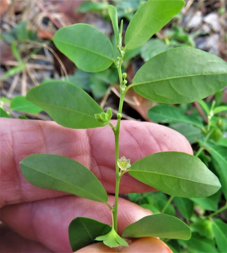 Image of Phyllanthus liebmannianus by (c) Annika Lindqvist, some rights reserved (CC BY)