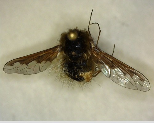iNaturalist observation photo of Greater Bee Flies