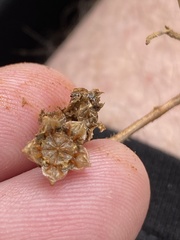 Drosanthemum hispidum