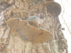 Phellinus populicola