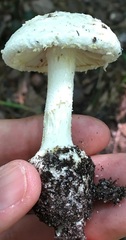 Amanita longipes