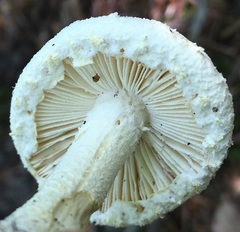 Amanita longipes