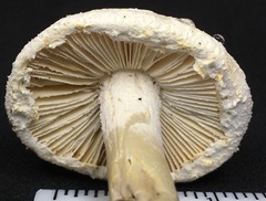 Amanita longipes