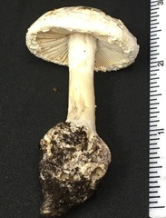 Amanita longipes