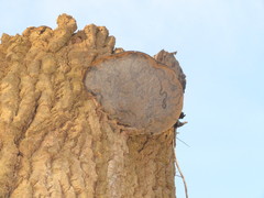 Phellinus populicola