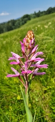 Disa nervosa