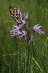 Disa nervosa