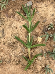 Drosanthemum hispidum