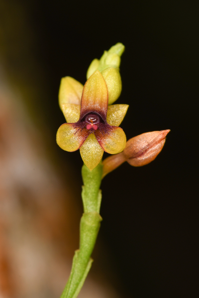 Telipogon bullpenensis