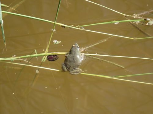 Western Narrow-mouthed Toad (Gastrophryne olivacea), a species recorded in Texas