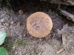Tylopilus badiceps