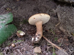 Tylopilus badiceps