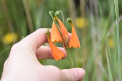 Stenomesson aurantiacum